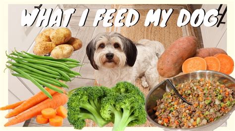 Healthy Dog Food