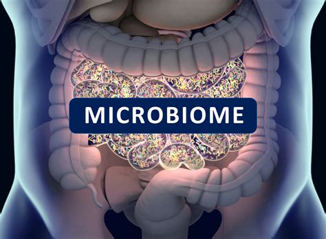 Healthy Gut Microbiome