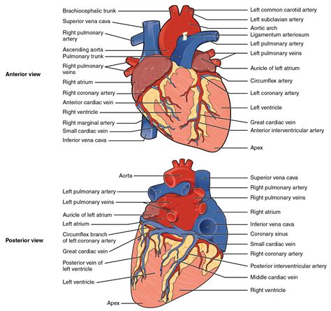 Heart Anatomy Diagram