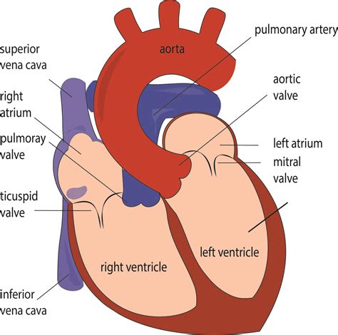 Heart Anatomy