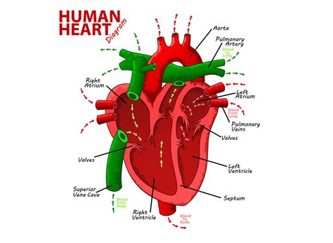 Heart Diagram Anatomy