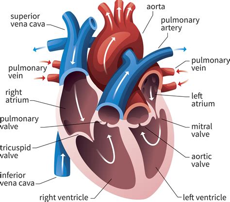 Heart Diagram Anatomy