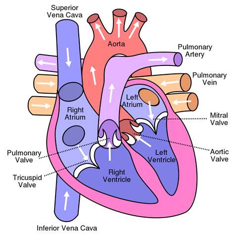 Benefits of a Printable Heart Diagram