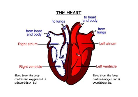 Best Practices for Using a Printable Heart Diagram