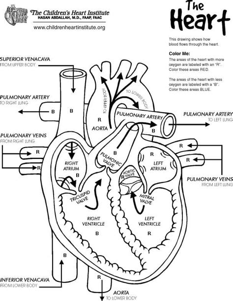 Heart Diagram Coloring