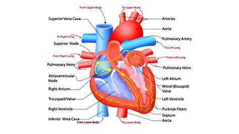 Key Components of a Printable Heart Diagram