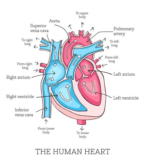 Heart Diagram Educational