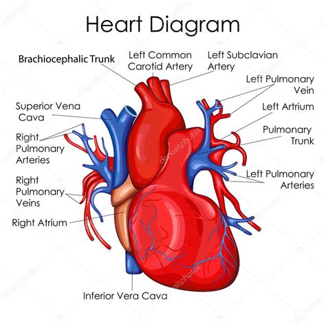 Printable Heart Diagram for Educational and Medical Use