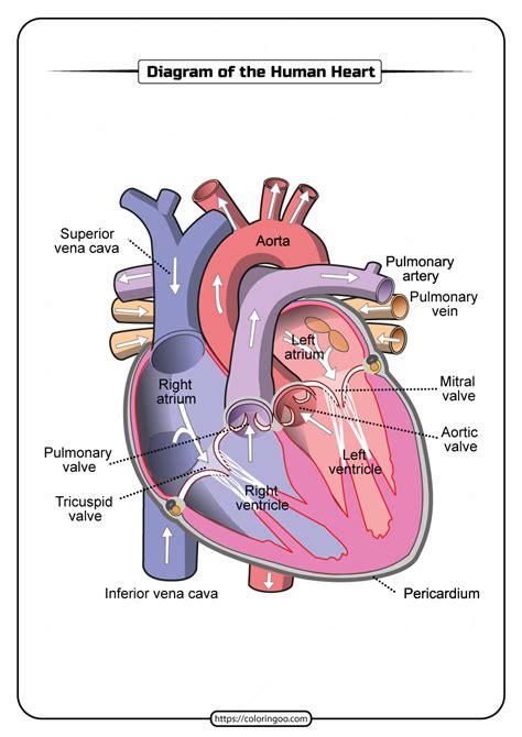 Heart Diagram Printable