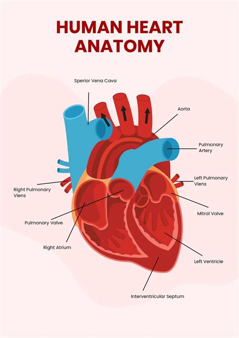 Heart Diagram Templates