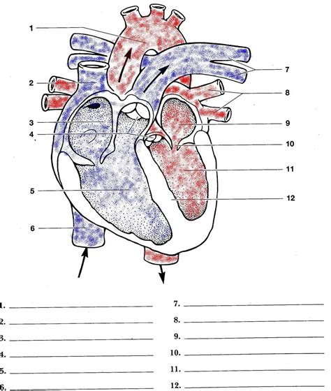 Free Printable Heart Diagram Unlabeled For Education