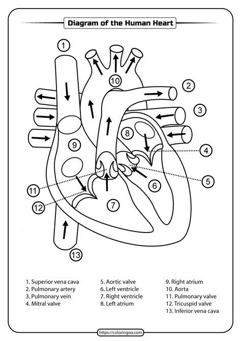 Heart Diagram Worksheet