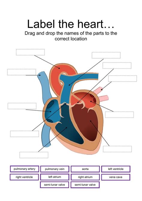 Heart Diagram Worksheet