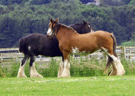 Heavy Horse Breeds