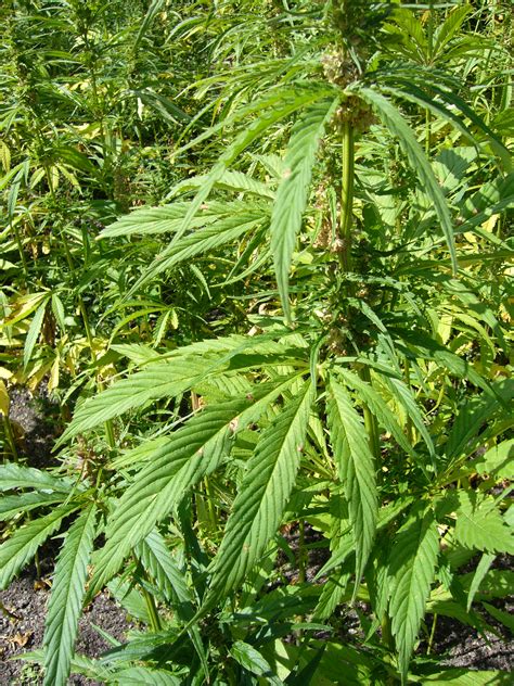 Hemp Plant