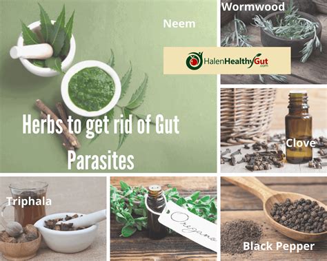 Herbal remedies for parasites