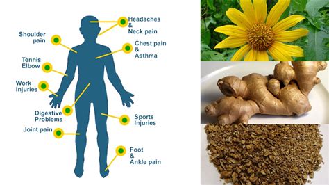 Herbal therapy for pain