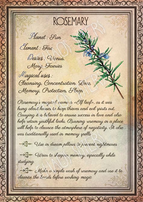 Book of Shadows page with herbs illustration