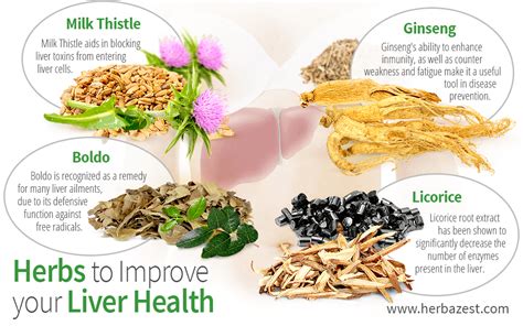 Herbs for Liver Health Image