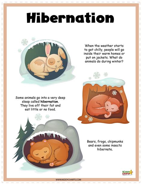 Hibernation Educational Activities