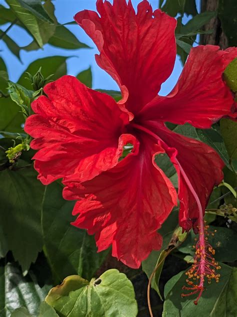 Hibiscus motif final thoughts