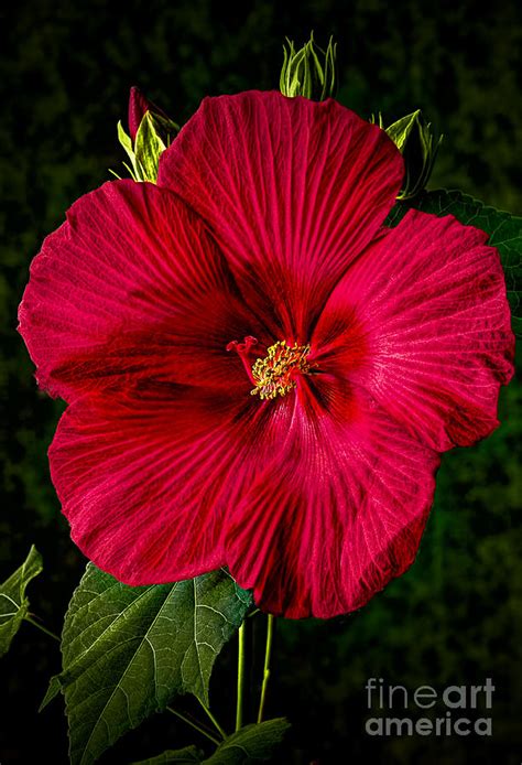 Hibiscus Portrait