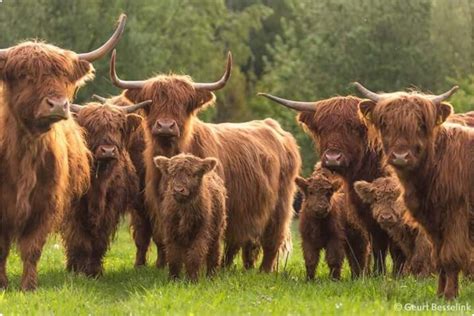 Highland cow herd