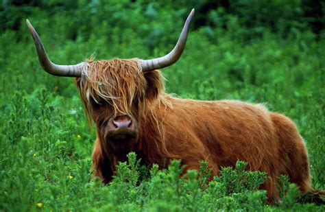 Highland cow in meadow