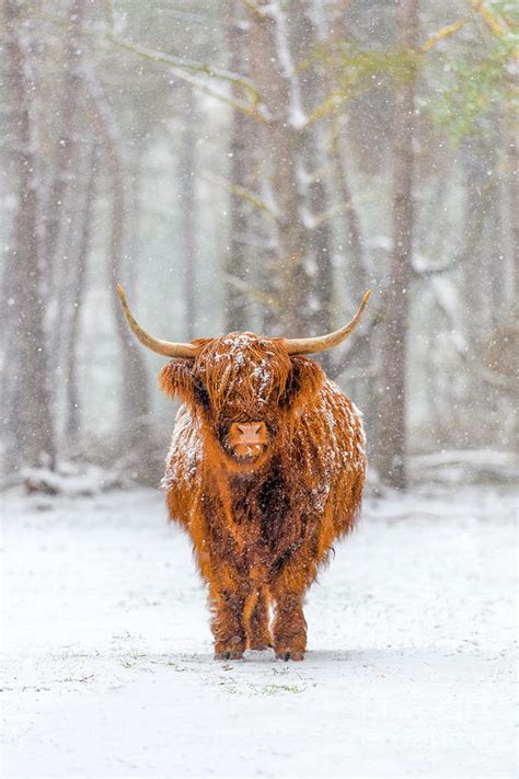 Highland cow in snow