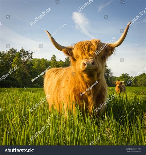 Highland cow in summer