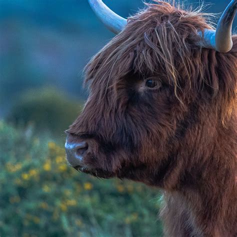 Highland cow portrait template