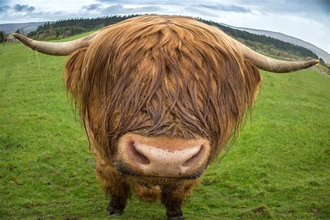 Highland cow portrait close-up