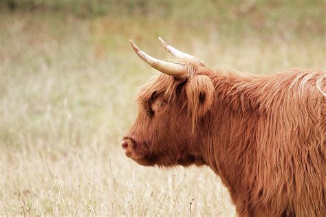 Highland cow profile