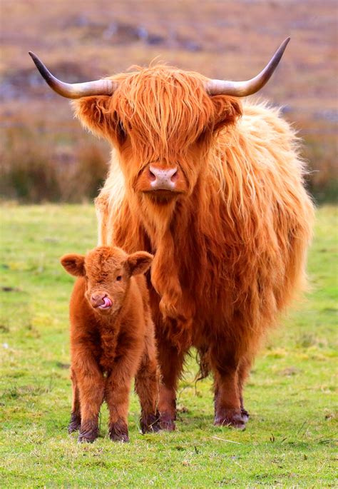 Highland cow with calf