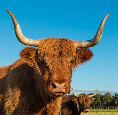 Highland cow with horns