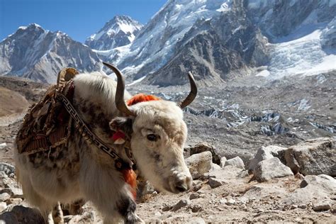 Himalayan yak conservation