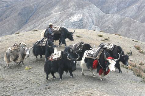 Himalayan yak trek