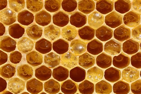 Honeycomb Bees