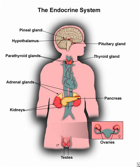 Hormonal system illustration