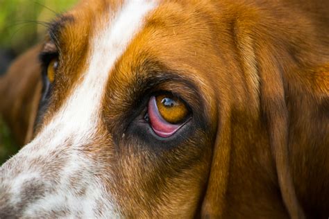 Horner's Syndrome in Canines