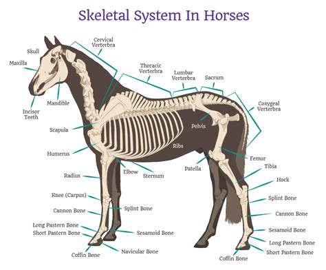 Horse anatomy