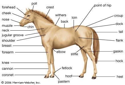 Horse Attributes