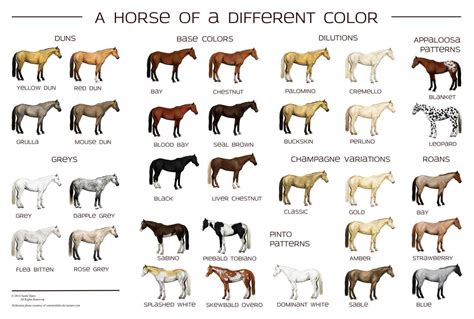 Horse Breeds Chart Guide