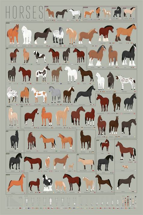 Horse Breeds Chart Guide