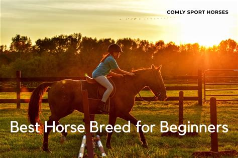 Horse Breeds for Beginners