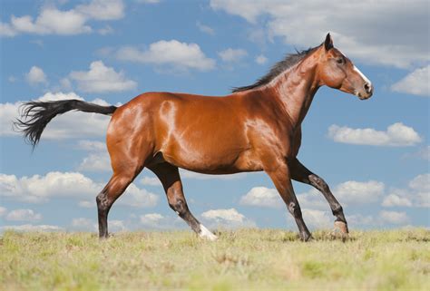 Horse Breeds for Riding