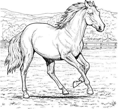 A picture of a horse coloring book for kids