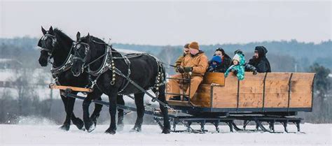 Horse-Drawn Sleigh Ride in Lapland