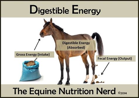 Horse energy needs