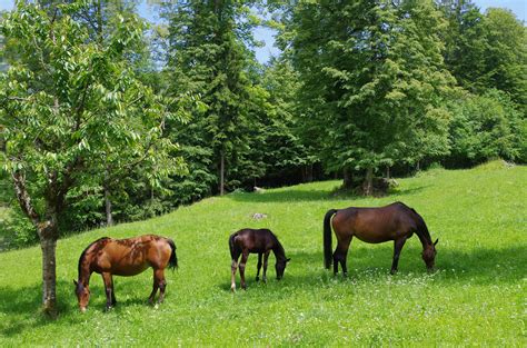 Horse habitat